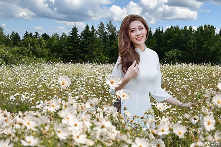 Tạo ảnh ghép cánh đồng hoa cúc trắng trực tuyến